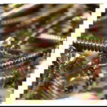 Cembloc Fibre Cement Board Screws (Box of 200)