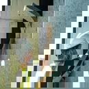 Pavatextil P